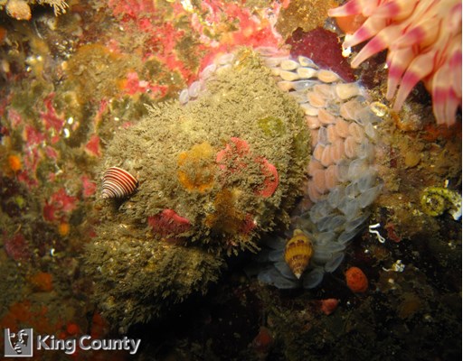 Photo of Fusitriton oregonensis